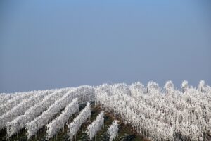 豊胸サプリの解約フォームがどこに見つからない時の対策は？