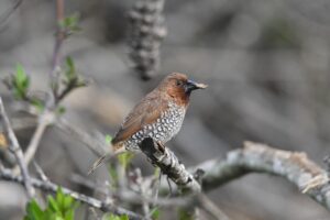豊胸サプリの効果ありな口コミを比較するポイントは？