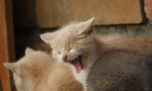 豊胸サプリの飲み忘れがあった場合、効果をリセットする方法は？