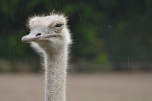 豊胸サプリを何ヶ月続けるのが目安とされているのか口コミから探る？